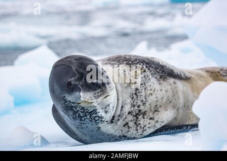 Phoque léopard (Hydrurga leptoonyx) sur la banquise, Antarctique. Banque D'Images