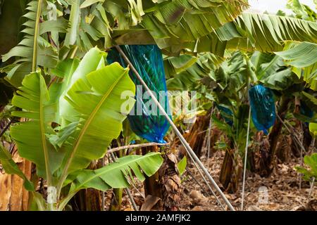 Bananiers aux bananes vertes des canaries dans une serre sur l'île de tenerife, îles Canaries, Espagne. Banque D'Images