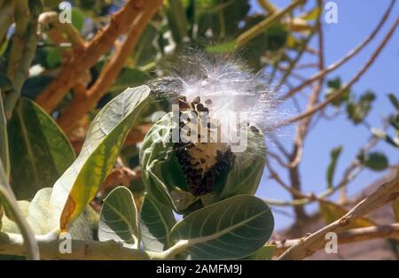 Le Calotropis procera est une espèce de plantes fleuries de la famille des Apocynaceae les graines mûres sont dispersées par le vent. Les fruits verts contiennent un MI toxique Banque D'Images