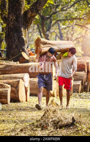 SIJHORA INDE JAN 09. 2020 : Deux personnes garent des grumes de bois sur leurs épaules, allant charger dans le porteur Banque D'Images