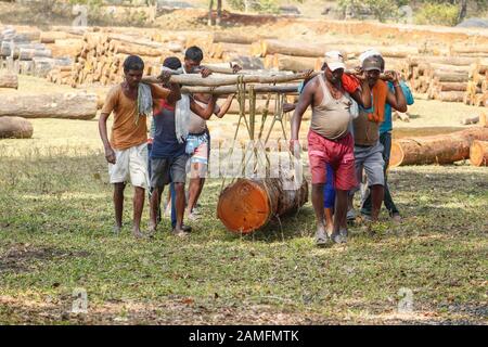 Sijhora Inde Jan 09.2020 : les gens lèvent des grumes de bois manuellement en utilisant des cordes et des grumes comme transporteurs Banque D'Images