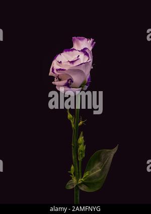 violet blanc osé prairie gentiane fleur paire macro, vintage art fin encore vie de lisianthus fleurs, bourgeons, tige, feuilles vertes, fond noir Banque D'Images