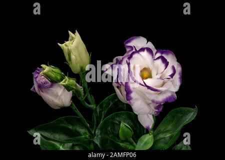 violet blanc pâle prairie gentiane fleur macro, vintage fine art encore vie de fleurs, bourgeons, tige, feuilles vertes, pollen, fond noir Banque D'Images