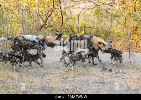 Adultes et chiots de chiens sauvages africains, Lycaon pictus, Bushman Plains, Okavanago Delta, Botswana. Également connu sous le nom de loup Peint. Banque D'Images