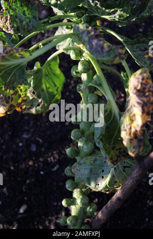 Germe de Bruxelles poussant sur tige dans les jardins de cuisine de Polesden Lacey, du Groupe Gemmifera de choux (Brassica oleracea) Banque D'Images
