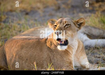 Lion Féminin, Panthera Leo, Réserve Privée De Khwai, Delta D'Okavango, Botswana Banque D'Images