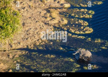 Vue aérienne de l'éléphant d'Afrique, Loxodonta africana, traversant l'eau, Macatoo, Delta d'Okavango, Botswana Banque D'Images