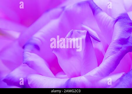 Photo macro de fleur de rose violette magnifique Banque D'Images