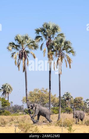 Éléphant d'Afrique, Loxodonta africana, secouant les palmiers de Lala pour obtenir leurs fruits, Macatoo, Delta d'Okavango, Botswana Banque D'Images