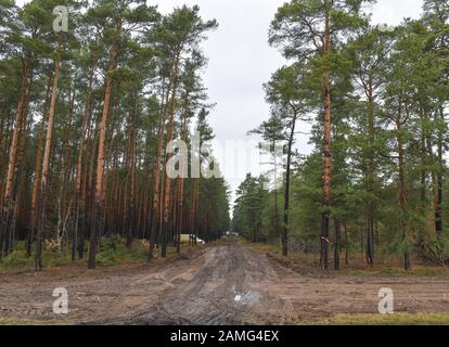 10 janvier 2020, Brandebourg, Grünheide: Un chemin forestier conduit au futur site du Tesla-Gigafactory. Tesla prévoit de construire un gigafactory dans une immense zone boisée à l'est de l'autoroute du périphérique de Berlin. Le Comité financier du Parlement de l'État de Brandebourg a approuvé le contrat d'achat du site de l'usine prévue du constructeur automobile électrique américain Tesla. Le parlement d'Etat a ainsi ouvert la voie à l'installation à Grünheide près de Berlin. Dans une première phase à partir de l'été 2021, 150 000 voitures électriques de modèle 3 et y doivent être construites chaque année. Photo : Patrick Peu Banque D'Images