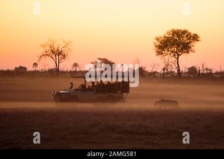 Les touristes en véhicule regardant une chasse au lion au coucher du soleil, Macatoo, Okavango Delta, Botswana Banque D'Images