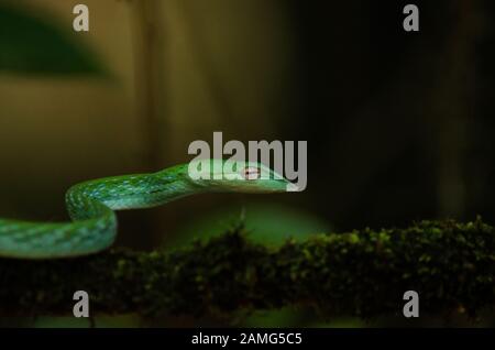 Serpent vert à la vigne dans la jungle Banque D'Images