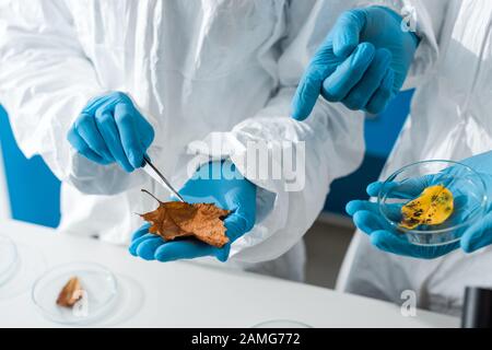 vue rognée des biologistes pointant avec le doigt sur la feuille en laboratoire Banque D'Images