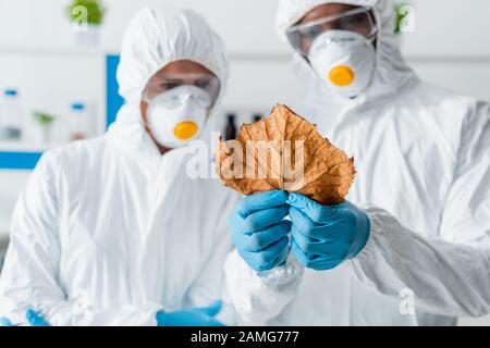 orientation sélective des biologistes multiculturels qui regardent les feuilles en laboratoire Banque D'Images