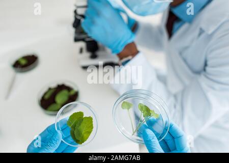 orientation sélective du biologiste qui tient des feuilles et du collègue afro-américain au microscope Banque D'Images