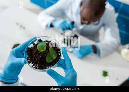 orientation sélective du biologiste qui tient des feuilles et du collègue afro-américain au microscope Banque D'Images