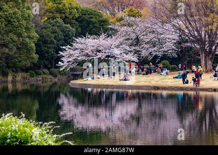 Les gens qui apprécient les cerisiers en fleurs au parc Kitanomaru de Tokyo, au Japon Banque D'Images