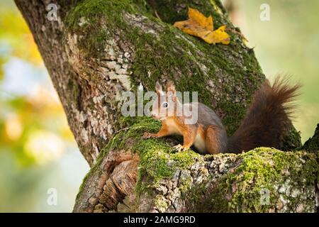 L'écureuil roux se cachant dans la mousse tronc d'arbre avec des feuilles d'automne jaune Banque D'Images