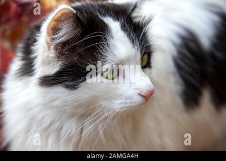 Gros plan portrait d'un chat blanc avec taches noires chat avec yeux verts gros plan Banque D'Images