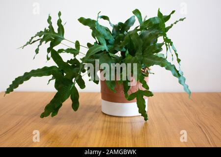 Plante fern étoile bleue dans un pot décoratif sur fond blanc Banque D'Images
