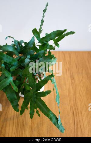 Plante fern étoile bleue sur fond blanc Banque D'Images