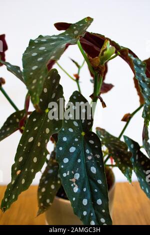 Polka Dot Begonia plante dans pot décoratif contre fond blanc Banque D'Images