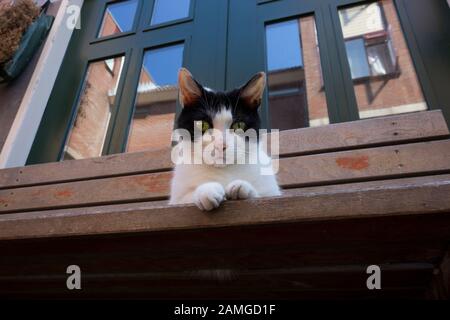 Chat noir et blanc assis sur un banc devant une maison donnant sur la caméra Banque D'Images