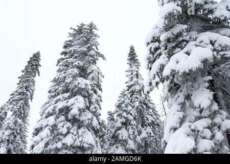 Forêt d'hiver taïga enneigée. Sommet des conifères. Belle nature de la Sibérie russe. La forêt de la Taïga en hiver. Temps enneigé couvert Banque D'Images