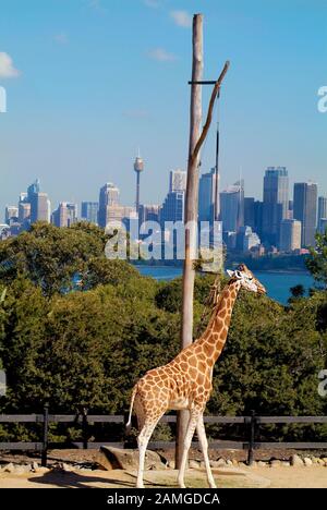 Sydney, Australie - 10 mai 2010 : Giraffe dans le zoo de Taronga avec horizon de Sydney en arrière-plan Banque D'Images