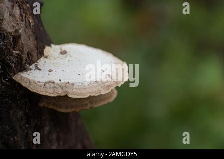 Champignon naturel de la Floride Banque D'Images