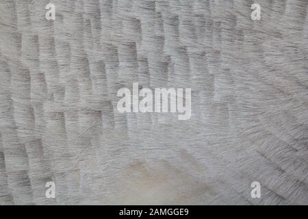 La texture de la peau des animaux pour le fond Banque D'Images