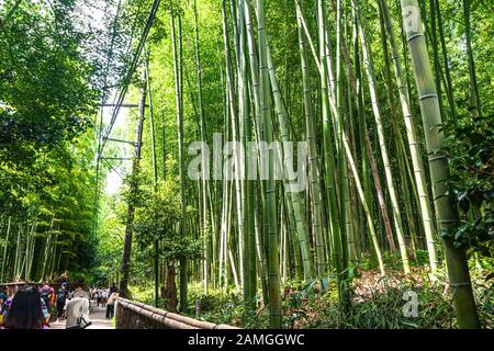 Kyoto, Japon, Asie - 4 septembre 2019 : le chemin principal d'Arashiyama Bamboo Grove à Arashiyama Banque D'Images