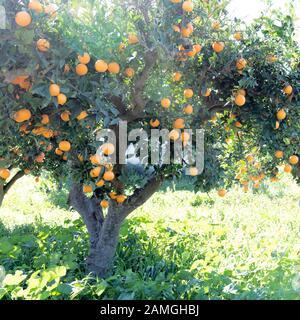 Arbre orange espagnol avec fruits dans le pays de l'Andalousie. Fond vert avec espace de copie Banque D'Images