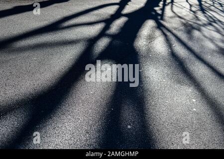 Ombre des branches d'arbres projetées sur une route asphaltée en hiver Banque D'Images