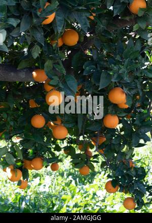 des oranges andalouses qui s'accroissent à un espace publicitaire dans un arbre en arrière-plan Banque D'Images