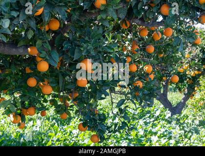 Arbre plein d'oranges d'Espagne mûres prêtes pour la récolte copie aubier dans le fond vert Banque D'Images