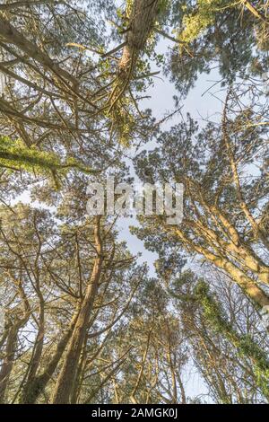 Tir ultra grand angle de couvert d'arbres en hiver soleil de Monterey Pine / Pinus radiata en croissance à Cornwall, Royaume-Uni. Vue large sur le couvert de feuilles de pin. Banque D'Images