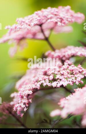 Fern a été un ancien violet à feuilles de feuillus qui grandit dans un jardin de campagne anglais, en Angleterre Banque D'Images