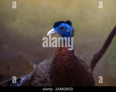 Le visage d'un grand faisan d'argus mâle à proximité, proche de la menace de spectre d'oiseaux d'Asie Banque D'Images
