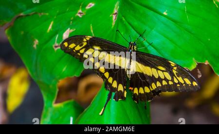 Gros plan d'un magnifique papillon de queue d'allowtail avec ailes ouvertes, essences d'insectes tropicaux d'Amérique Banque D'Images