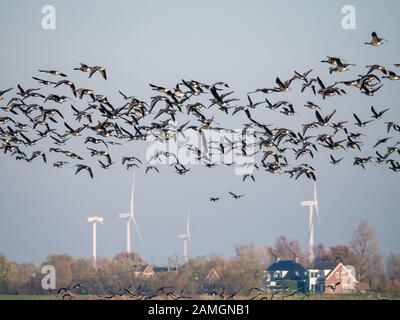 Groupe d'oies à la façade blanche, Anser albifrons, volant dans le polder Eempolder, migration des oiseaux aux Pays-Bas Banque D'Images