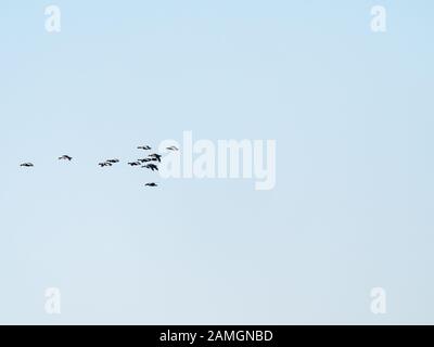 Groupe d'oies à la façade blanche, Anser albifrons, volant contre le ciel, migration des oiseaux aux Pays-Bas Banque D'Images