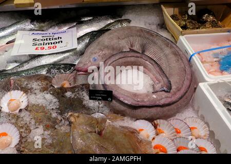 Congre, Saumon d'Écosse et la plie à vendre du poisson dans des présentoirs réfrigérés sur E. Ashton poissonnier marché décrochage à Cardiff au Pays de Galles UK KATHY DEWITT Banque D'Images