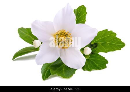 L'hellébore fleur (rose de Noël) isolated on white Banque D'Images