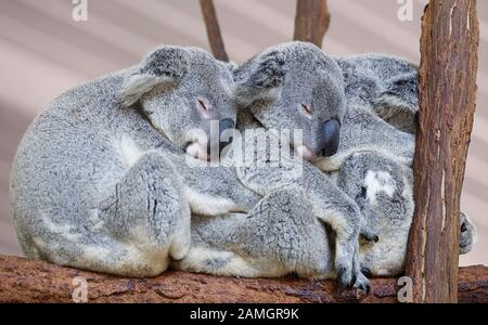 Koalas Sleeping , Brisbane II - Australie Banque D'Images