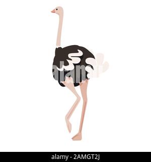 Joli autruche rester sur une jambe africaine sans flaque oiseau caricature animal design plate illustration vectorielle isolée sur fond blanc. Illustration de Vecteur