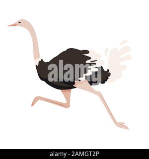 Mignonne autruche à la course africaine sans flaque oiseau caricature animal design plate illustration vectorielle isolée sur fond blanc. Illustration de Vecteur