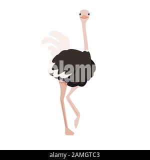Joli autruche rester sur une jambe africaine sans flaque oiseau caricature animal design plate illustration vectorielle isolée sur fond blanc. Illustration de Vecteur