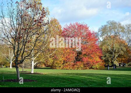 Les jardins de la Royal Horticultural Society dans des couleurs automnales à Wisley, Surrey Angleterre Royaume-Uni Banque D'Images