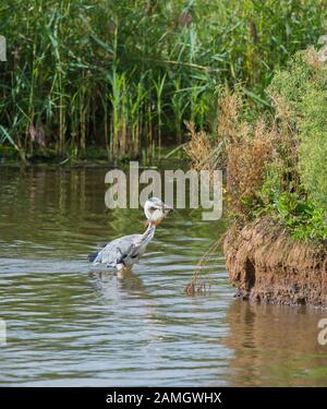 Vue latérale de la pêche au héron gris britannique (Ardea cinerea) dans le lac, isolée dans l'eau avec du poisson dans le bec. Faim, oiseau avide, grand appétit. Banque D'Images